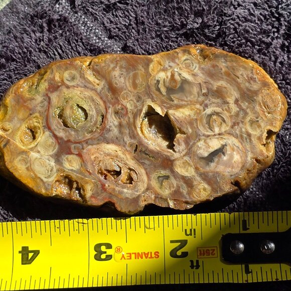 Small cutting of Orbicular Rhyolite - Picture 4 of 10